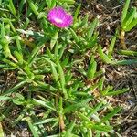 Carpobrotus glaucescens ᱥᱟᱠᱟᱢ