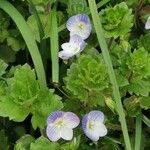 Veronica hederifoliaFlower