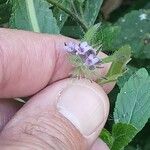 Marsypianthes chamaedrys Flor