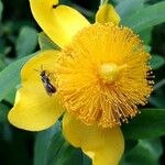 Hypericum frondosum Flower