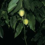 Passiflora laurifolia Fruit