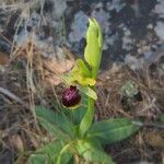 Ophrys passionis Plante entière