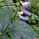 Neustanthus phaseoloides फूल