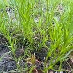 Polypremum procumbens Leaf