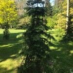 Abies concolor Облик