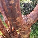 Prunus serrula Corteza