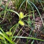 Carex comosa Květ