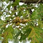 Quercus gambelii Altres