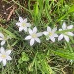 Ornithogalum exscapumFlor