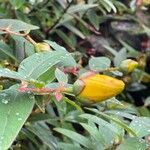 Hypericum patulum പുഷ്പം