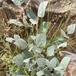 Rhynchosia sublobata आदत