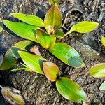 Potamogeton polygonifolius Likasa