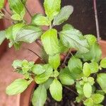 Salvia × jamensisList