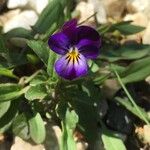 Viola tricolor Blüte