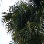 Livistona australis Likasa