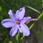 Aristea ecklonii Flower