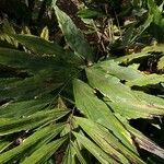 Wallichia oblongifolia Hoja