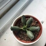 Adromischus cooperi Folha