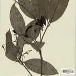 Endlicheria robusta Leaf