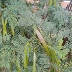 Leucaena leucocephala 叶