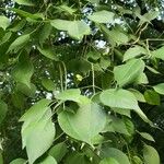 Euonymus maackii Fuelha