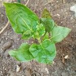 Mirabilis jalapaFolio