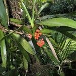 Maxillaria fulgens Drugo