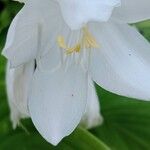 Hosta plantaginea Blüte