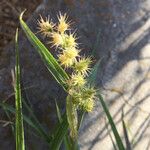 Cenchrus longispinus Fruit