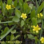 Ranunculus ophioglossifolius Mosusu