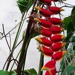 Heliconia rostrata Blüte