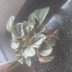 Peperomia albovittata Ліст