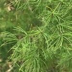 Asparagus umbellatus Leaf