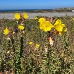 Oenothera elata Fiore