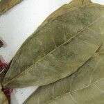 Ficus maxima Máis