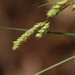 Carex lenta Frukt