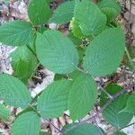 Rubus nigricans 其他