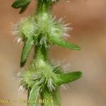 Valantia hispida Fruit