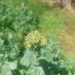 Brassica rapa Цветок
