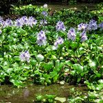 Pontederia crassipes Хабит