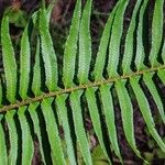 Polystichum munitum Foglia