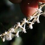 Tridactyle aurantiopunctata 花