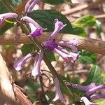 Buddleja lindleyana Flors