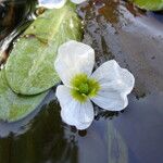 Luronium natans Flower