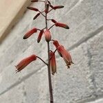 Aloe rauhii Flower