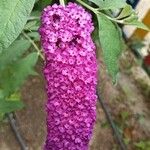 Buddleja davidiiപുഷ്പം