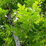 Fagus grandifolia Лист