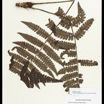 Cyathea surinamensis Лист