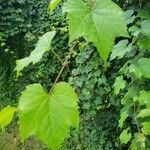 Vitis riparia পাতা