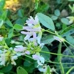 Bituminaria morisiana Flower